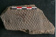 Foto (Detailansicht) von Lepidodendron brevifolium Ettingshausen (NHMW-GEO-2024-0188-11492)